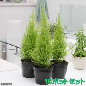 （観葉植物）ゴールドクレスト　ウィルマ　３号（１０ポット）