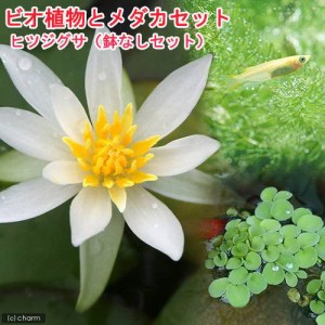 （ビオトープ）（めだか）ビオ植物とメダカセット　睡蓮　ヒツジグサ　鉢なしセット　説明書付　本州四国限定