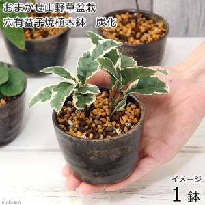 （山野草）盆栽　おまかせ山野草盆栽　穴有益子焼植木鉢（炭化）（１鉢）