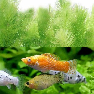 （熱帯魚）（水草）ミックスモーリー(５匹)＋マツモ(５本)　北海道・九州航空便要保温