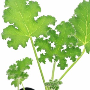 （観葉植物）ハーブ苗　ゼラニウム　カピタタム　３号（１ポット）　アロマ　家庭菜園　クラフト　料理