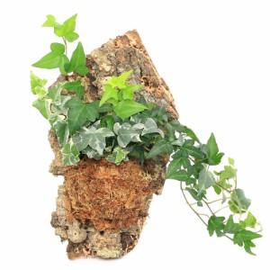 （観葉植物）バージンコルクプランツ　ヘデラ　品種おまかせ（１個）