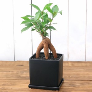 （観葉植物）ガジュマル　陶器鉢植え　マットブラック塗装鉢（１鉢）受け皿付き　溶岩砂　おしゃれ　多幸の木　幸運　縁起