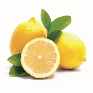 （観葉植物）果樹苗　種なしレモン　シードレスあや　４号（１ポット）　家庭菜園　柑橘　檸檬
