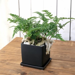 （観葉植物）トキワシノブ　陶器鉢植え　マットブラック塗装鉢（１鉢）受け皿付き　白砂利　陶器　おしゃれ　幸運　縁起