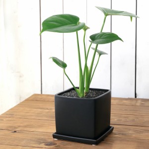 （観葉植物）モンステラ　陶器鉢植え　マットブラック塗装鉢（１鉢）受け皿付き　溶岩砂　陶器　おしゃれ　幸運　縁起