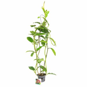 （観葉植物）ホヤ　インペリアリス　パラワン　吊り鉢タイプ　４号（１鉢）