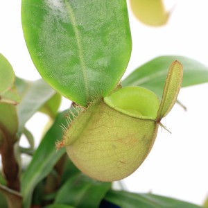 （食虫植物）ウツボカズラ　ネペンテス　アンプラリア（無地）　吊り鉢　５号（１鉢）