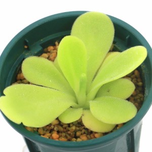 （食虫植物）ムシトリスミレ　ピンギキュラ　アグナタ×コリメンシス　２〜３号（１鉢）