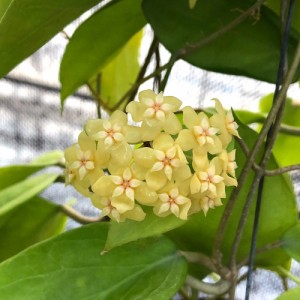 （観葉植物）ホヤ　ペンタフレビア　吊り鉢タイプ　４号（１鉢）