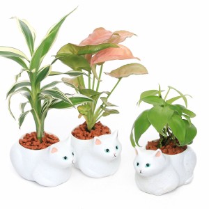 （観葉植物）おまかせミニ観葉　くつろぎ白猫（１鉢）　セラミス　鉢植え　おしゃれ　室内　プレゼント