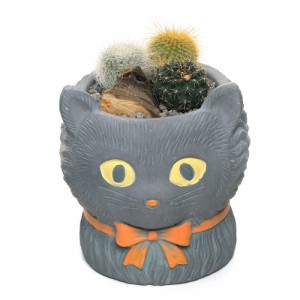 （観葉植物）プチサボテン３種寄せ植え　ジャンベールキャットポット（１鉢）　溶岩砂