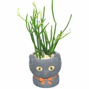 （観葉植物）ミルクブッシュ　ジャンベールキャットポット（１鉢）　軽石