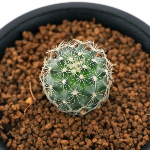 （観葉植物）サボテン　ツルビニカルプス　ネリサエ　２．５号（１鉢）