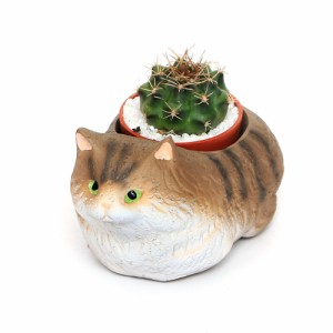 （観葉植物）おまかせプチサボテン　くつろぎ猫　ノルウェージャンフォレストキャット（１セット）　多肉植物　おしゃれ　プレゼント