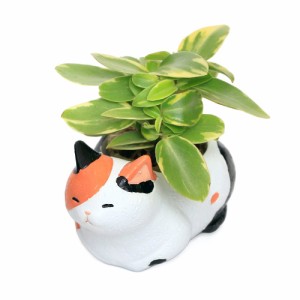 （観葉植物）おまかせミニ観葉　くつろぎ猫　三毛猫（１セット）　鉢植え　おしゃれ　室内　プレゼント