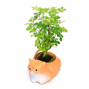 （観葉植物）おまかせミニ観葉　くつろぎ猫　エキゾチックショートヘア（１セット）　鉢植え　おしゃれ　室内　プレゼント