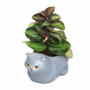 （観葉植物）おまかせミニ観葉　くつろぎ猫　ブリティッシュショートヘア（１セット）　鉢植え　おしゃれ　室内　プレゼント