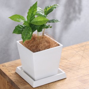 （観葉植物）コーヒーの木　４号　ボタニースクエアポット　受皿付き！ココヤシファイバー　観葉植物　おしゃれ　卓上サイズ