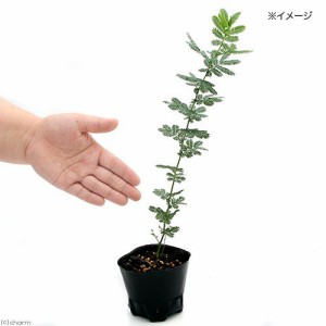 （観葉植物）アカシア　ミモザ　３．５号（１０ポット）　オージープランツ