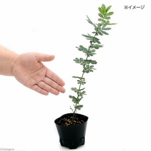 （観葉植物）アカシア　ミモザ　３．５号（５ポット）　オージープランツ