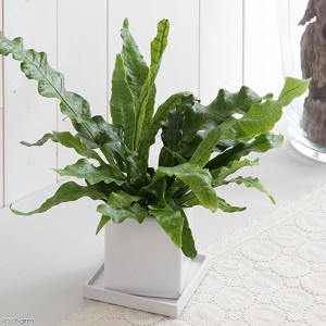 （観葉植物）シダ　クロコダイルファーン　陶器鉢植え　ダイスＭ白（１鉢）　受皿付　セラミス　鉢植え　おしゃれ　室内　プレゼント