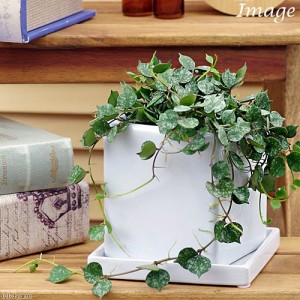 （観葉植物）ホヤ　カーティシー　陶器鉢植え　ニューダイスＭ　ＷＨ（１個）　受け皿付　鉢植え　おしゃれ　室内　プレゼント