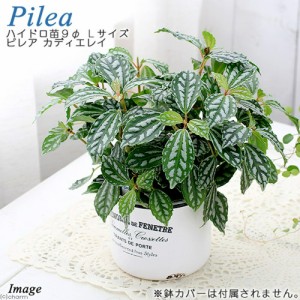 観葉 植物 ピレアの通販 Au Pay マーケット