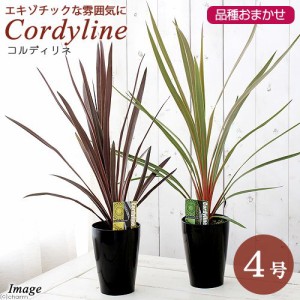 （観葉植物）コルディリネ　品種おまかせ　３．５〜４号（１ポット）　オージープランツ