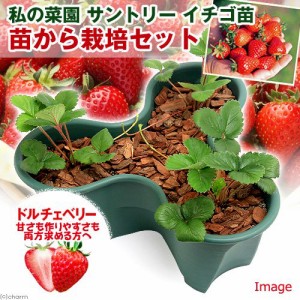 イチゴ 栽培の通販 Au Pay マーケット