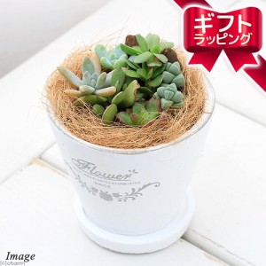 （観葉植物）観葉ギフト　多肉６種寄せ植え　フレグランドラウンドポットＸＳ植え（１鉢）　受皿付　ココヤシ　鉢植え　おしゃれ　室内　