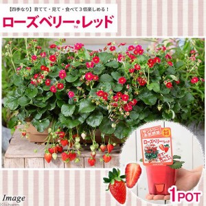 （観葉植物）サントリー　野菜苗　イチゴ　ローズベリーレッド　３号（１ポット）　家庭菜園