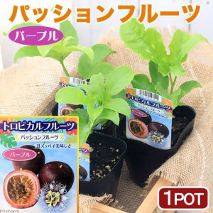 （観葉植物）緑のカーテン　野菜苗　沖縄　パッションフルーツ　パープル　３．５号（１ポット）　家庭菜園