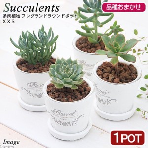 （観葉植物）多肉植物　品種おまかせ　フレグランドラウンドポットＸＸＳ植え（１鉢）　受皿付　赤玉土　多肉植物　おしゃれ　プレゼント