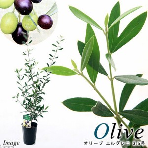 （観葉植物）果樹苗　オリーブの木　エルグレコ　３．５号（１鉢）　家庭菜園