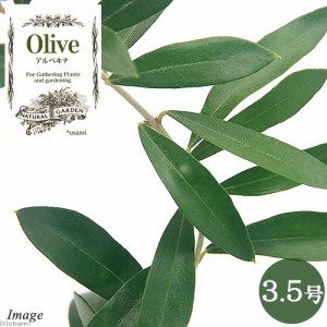 （観葉植物）果樹苗　オリーブの木　アルベキナ　３〜３．５号（１鉢）　家庭菜園