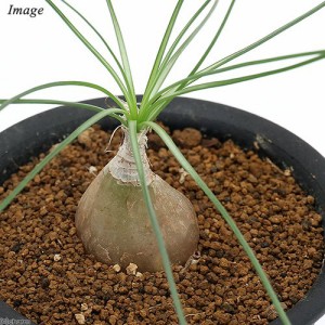 （観葉植物）アルブカ　フミリス　２．５〜３号（１鉢）　ケープバルブ