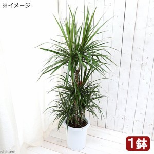 （観葉植物）大型　インテリア　ドラセナ　マジナータ（コンシンネ）７号（１鉢）