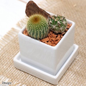 （観葉植物）サボテン２種寄せ植え　陶器鉢植え　ダイスＳ白（１鉢）　受皿付　セラミス・バーク　多肉植物　おしゃれ　プレゼント