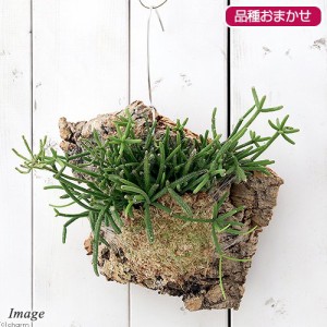 （観葉植物）バージンコルクプランツ　リプサリス　品種おまかせ　Ｓサイズ（１個）