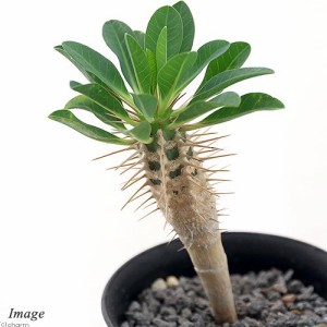 （観葉植物）ユーフォルビア　ギラウミニアナ　実生苗　２．５号（１鉢）