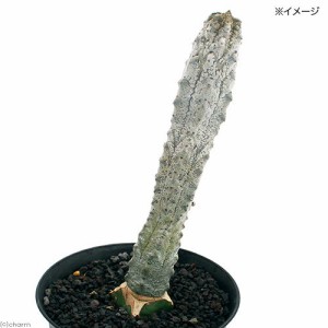 （観葉植物）ユーフォルビア　アブデルクリ　３．５号（１鉢）