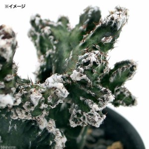 （観葉植物）サボテン　モンビレア　残雪の峰　３号（１鉢）