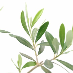 （観葉植物）果樹苗　オリーブの木　エルグレコ　５〜６号（１鉢）　家庭菜園