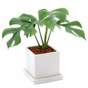 （観葉植物）ヒメモンステラ　陶器鉢植え　ダイスＭ白（１鉢）　受皿付　セラミス　鉢植え　おしゃれ　室内　プレゼント