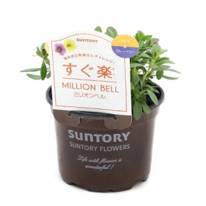 （観葉植物）サントリー　すぐ楽ミリオンベル　バナナ＆ブルーベリー　３．５号（１鉢）