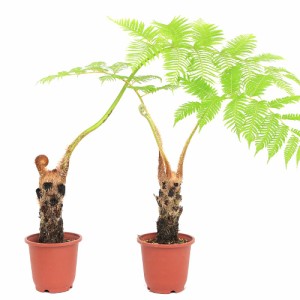 （観葉植物）シダ　ヒカゲヘゴ（ヘゴの木）　５号（１鉢）