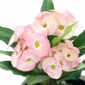 （観葉植物）ユーフォルビア　花キリン　八福神　３．５〜４号（１鉢）