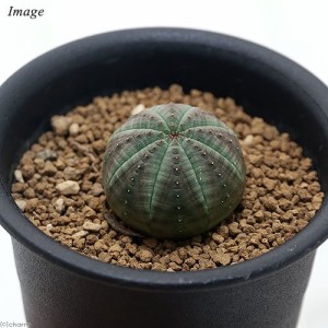 （観葉植物）ユーフォルビア　オベサ　３号（１鉢）