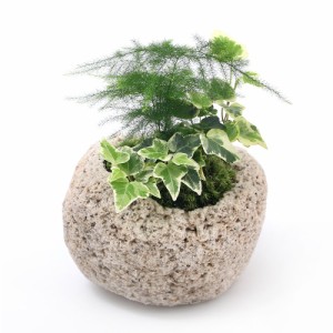 （観葉植物）苔盆栽　アスパラガス・ナナス＆ヘデラ（おまかせ）　抗火石鉢植え　Ｍサイズ（１鉢）苔　鉢植え　おしゃれ　室内　プレゼン